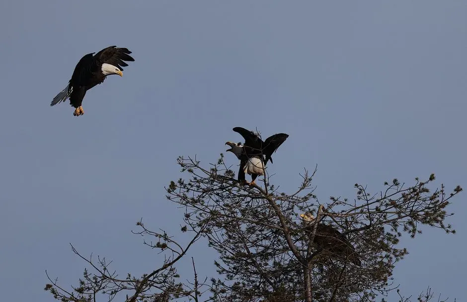 #5 - Their Courtship Ritual Looks Like a Suicide Pact (Image Credits: Pexels)