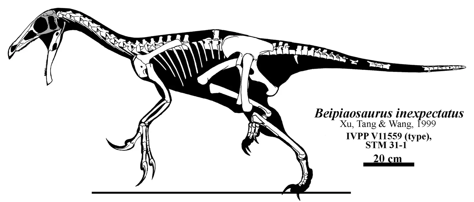 #7 - Beipiaosaurus and the Bigger-Bodied Surprise (By Jaime A. Headden (User:Qilong), CC BY 3.0)