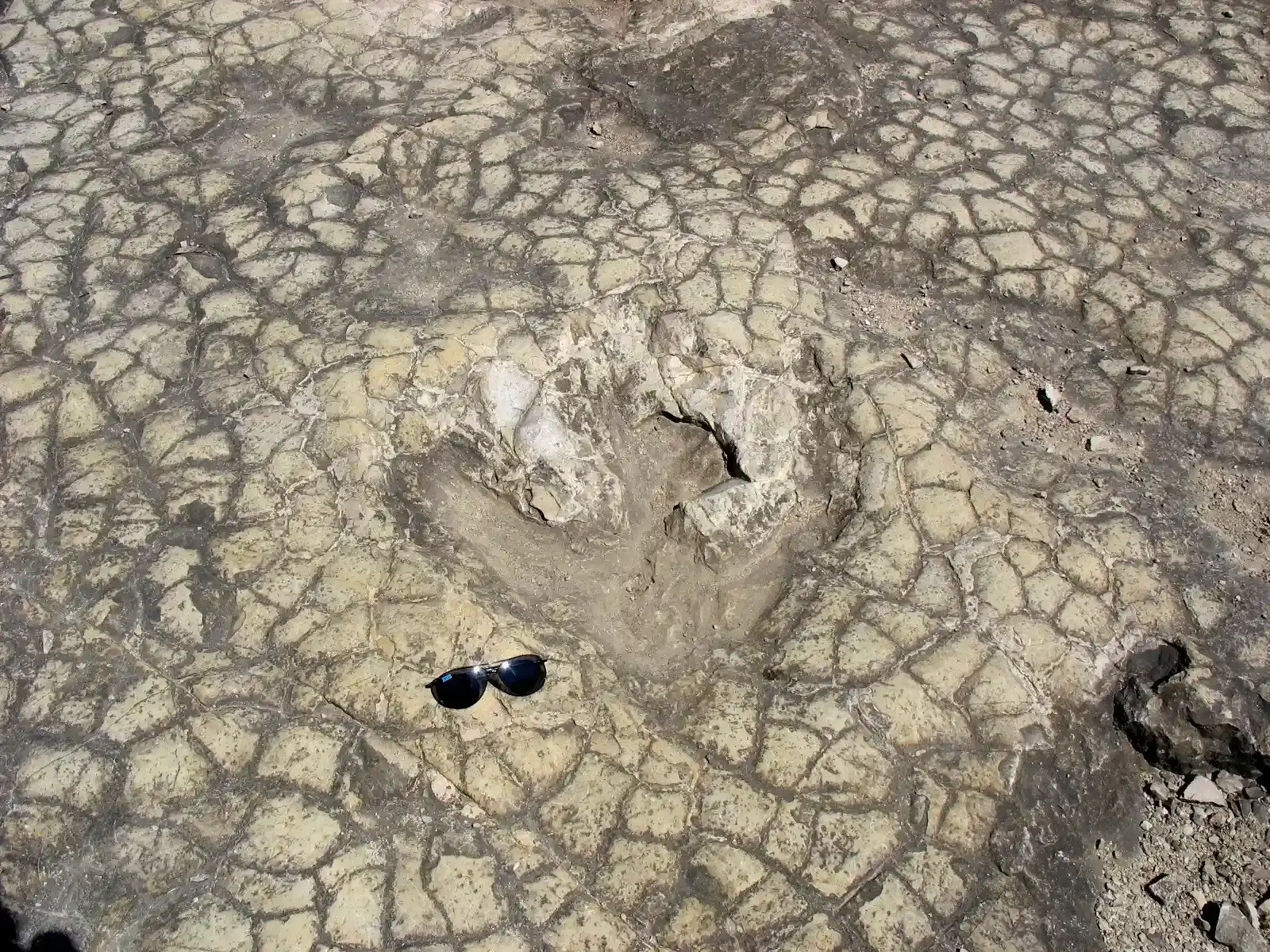 2. The Footprints Suggest A Small, Agile, Two‑Legged Predator (By PePeEfe, CC BY-SA 3.0)
