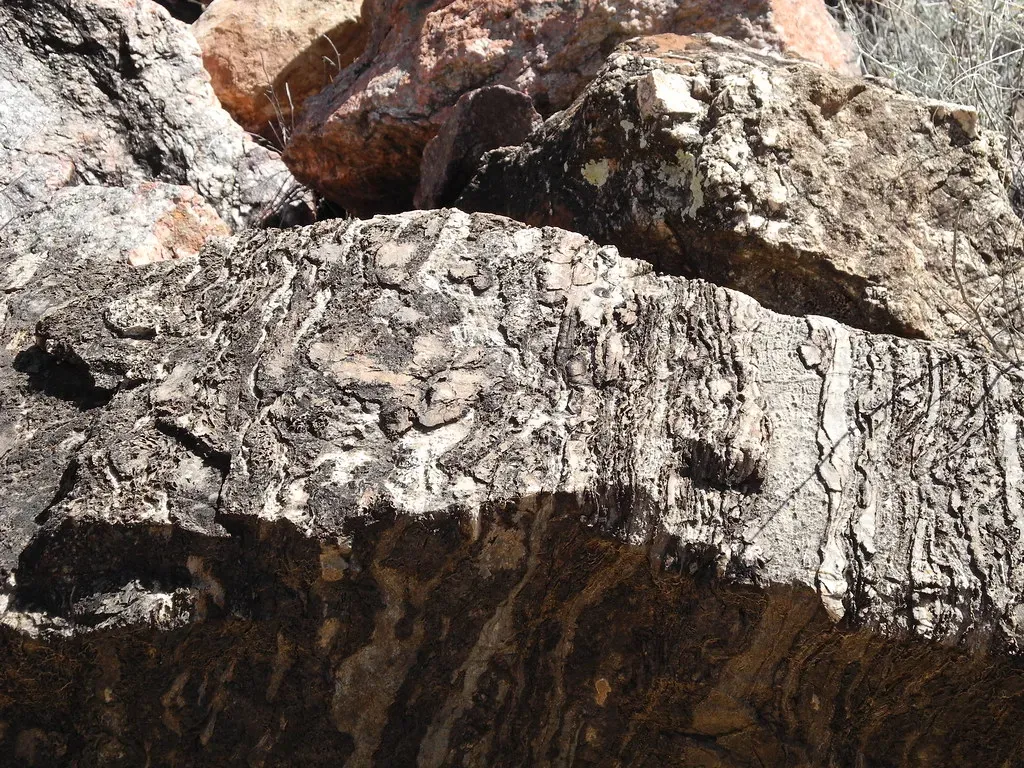 Controversy in the Crust: When a “Fossil” Might Just Be a Rock (Image Credits: Flickr)