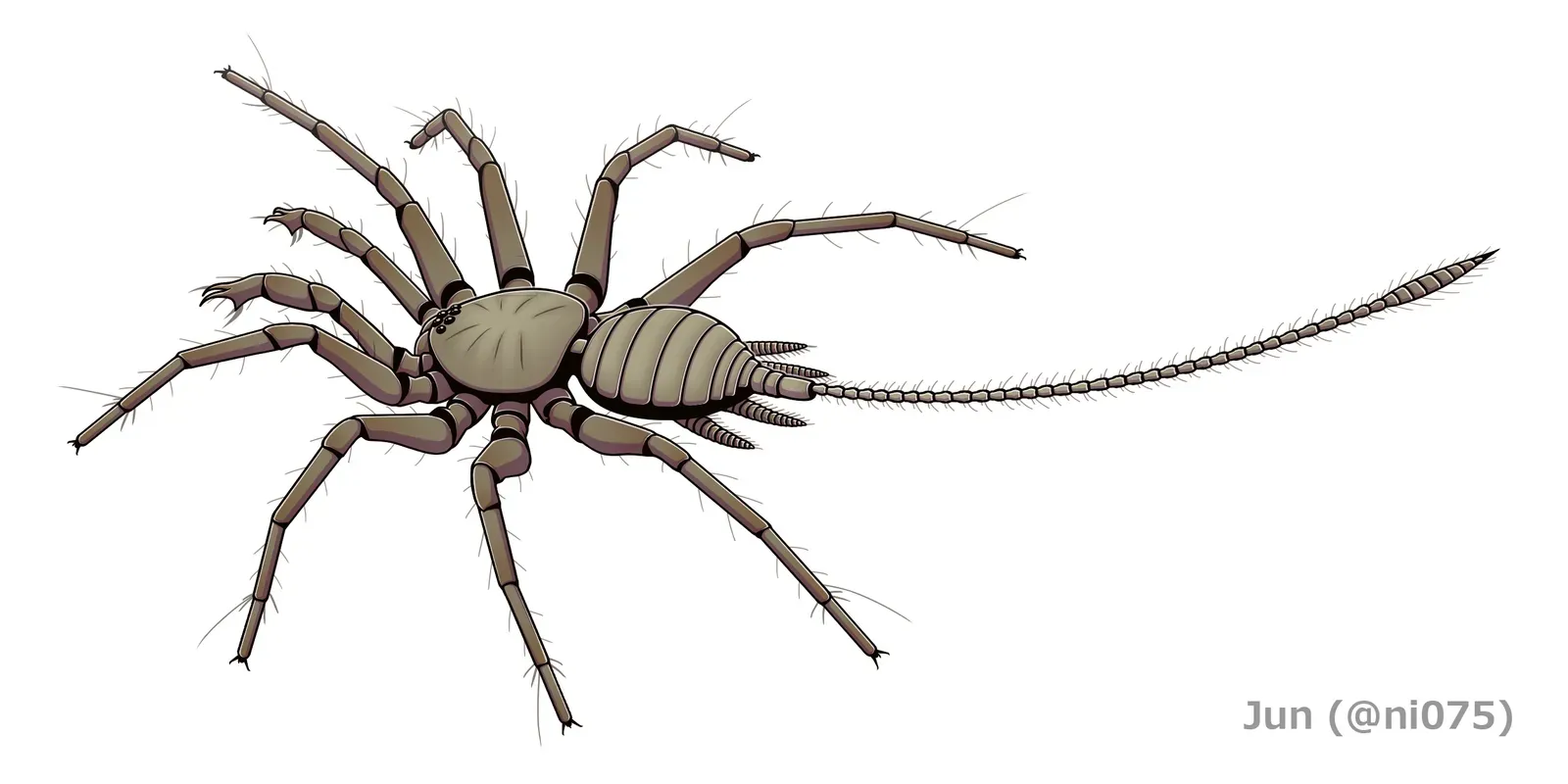 #12 - The "Eight-Legged, Not-Quite-Spider" Mystery (By Junnn11, CC BY-SA 4.0)