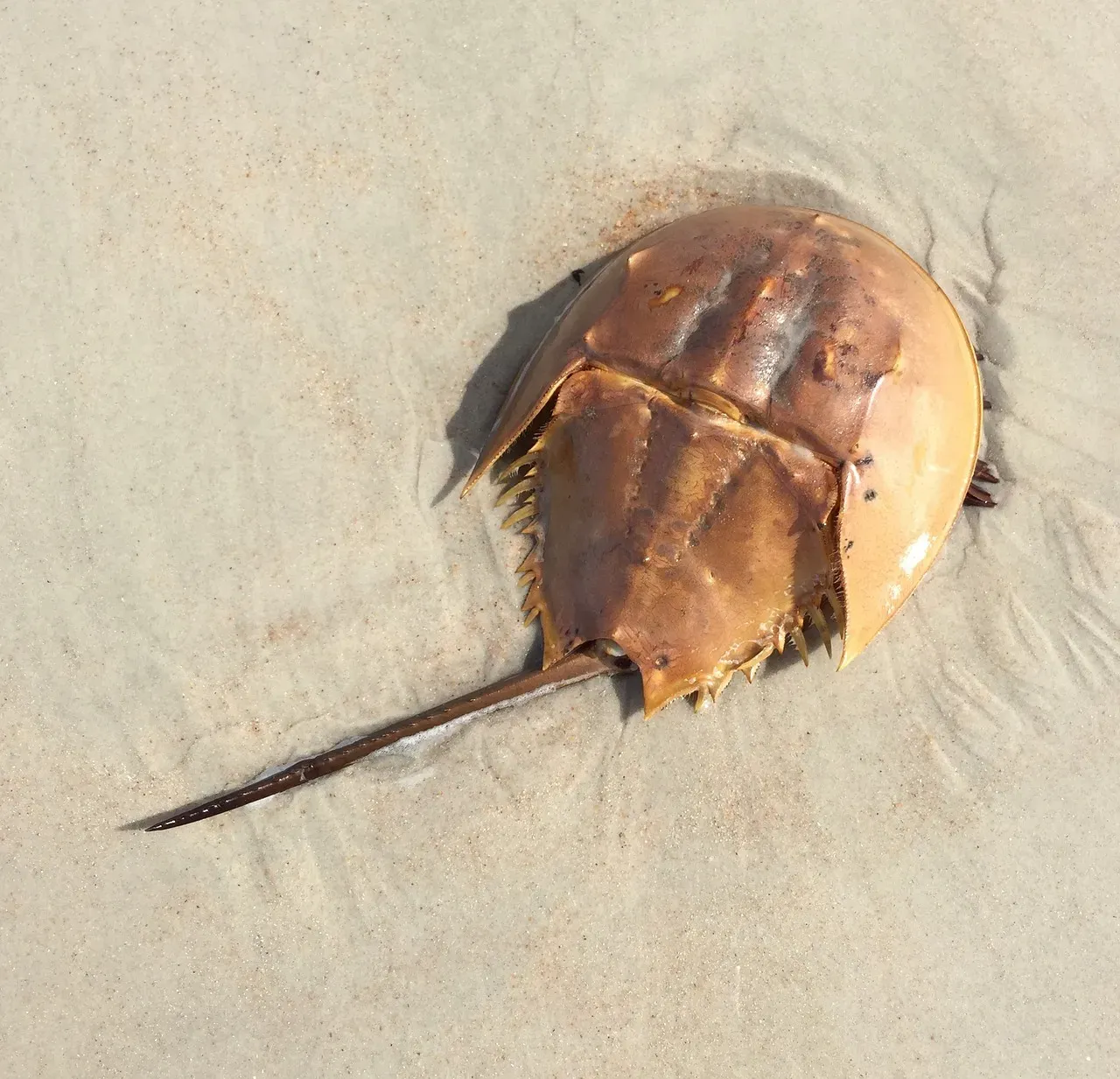 3. The Horseshoe Crab: The Blue-Blooded Survivor That Still Saves Your Life (Image Credits: Pixabay)