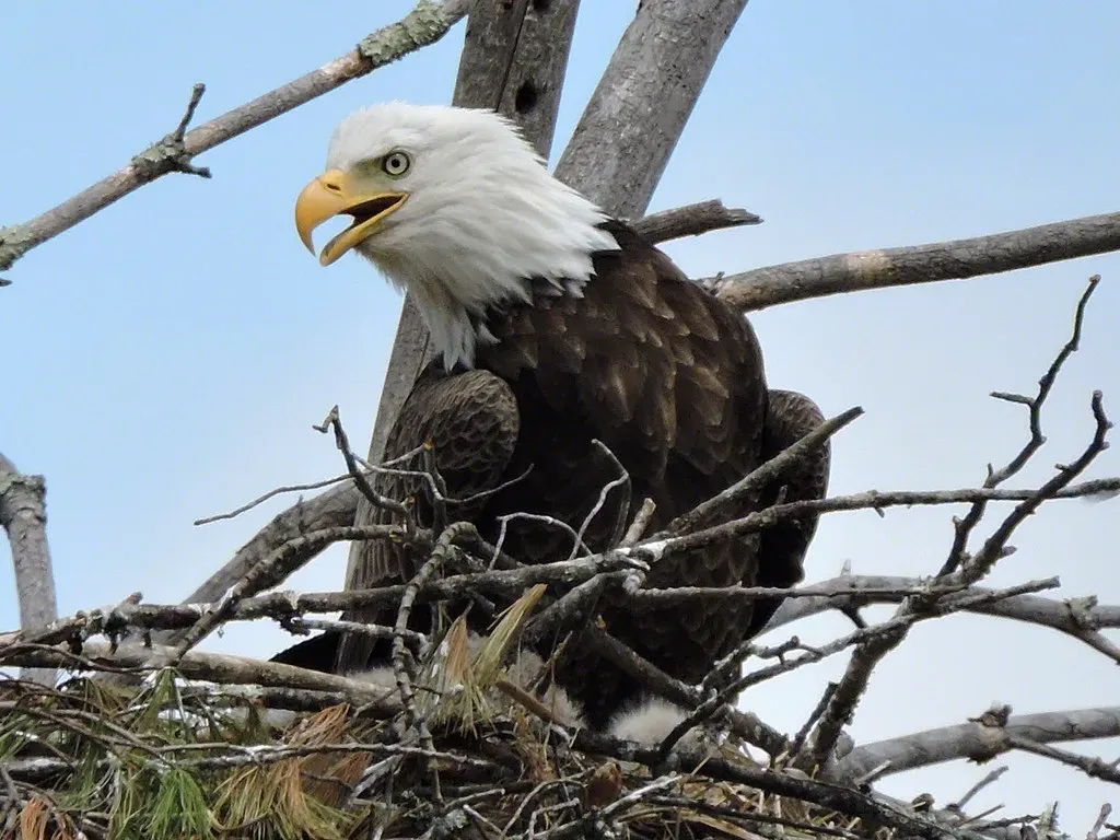 #7 - Bald Eagles Raid Neighboring Nests With Brutal Precision (GWP Photography, Flickr, CC BY-SA 2.0)