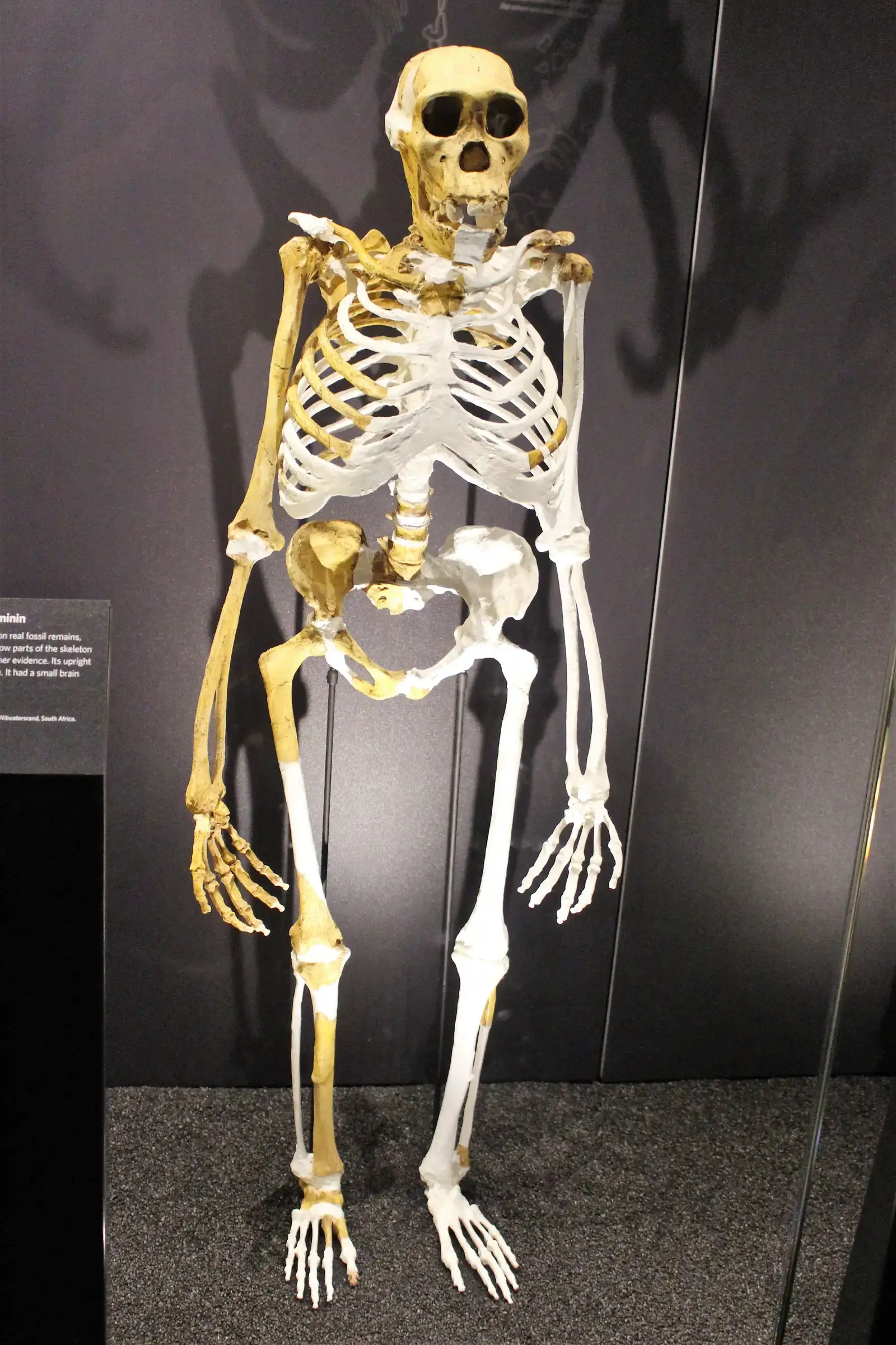 #14 - "Little Foot": The Skeleton That Sat Hidden in a Cave for Two Decades (kindly granted by the author, CC BY-SA 4.0)