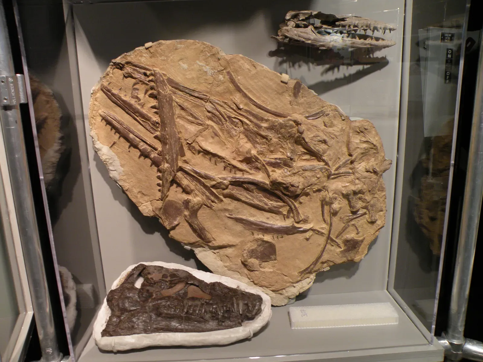 #12 - Wyoming's Sundance Sea Left Marine Reptiles in the Rockies (Marine ReptileUploaded by FunkMonk, CC BY 2.0)