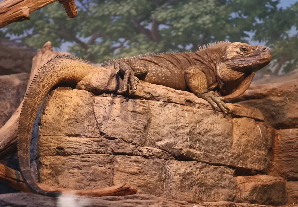#7 - The Jamaican Iguana: From "Certainly Extinct" to Zoo Breeding Programs (Just chaos, Flickr, CC BY 2.0)