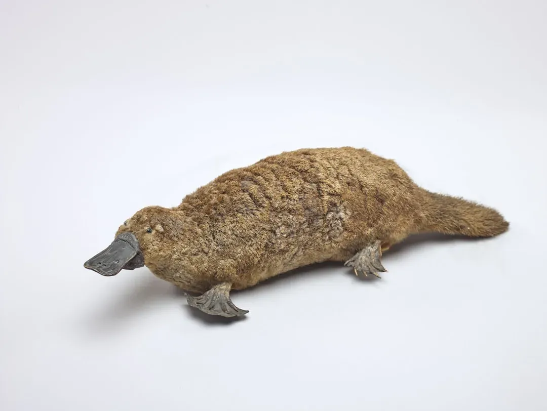 A Chimera in Fur: Bill, Tail, Webbed Feet, and Hidden Spurs (Image Credits: Unsplash)
