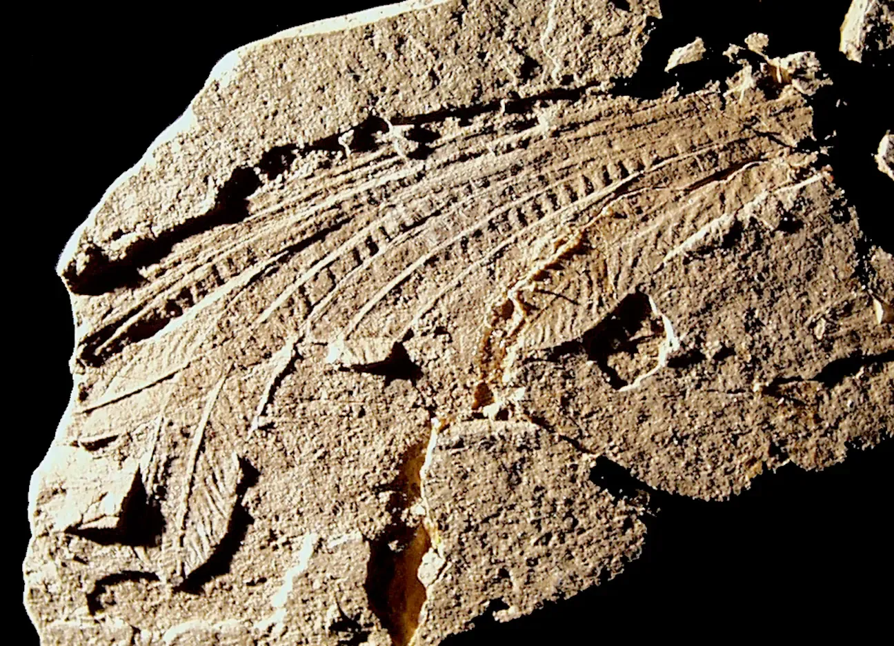 #12 - Longisquama insignis: The Reptile With Mystery "Feathers" (By Oregon State University, CC BY-SA 2.0)