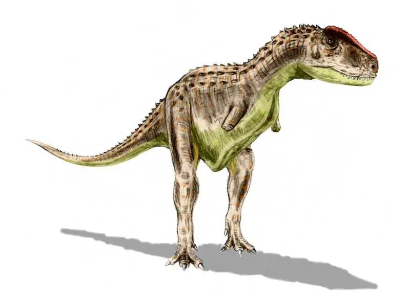 Armor, Display, or Both? The Great Rugops Face Debate (By Nobu Tamura (http://spinops.blogspot.com), CC BY 2.5)