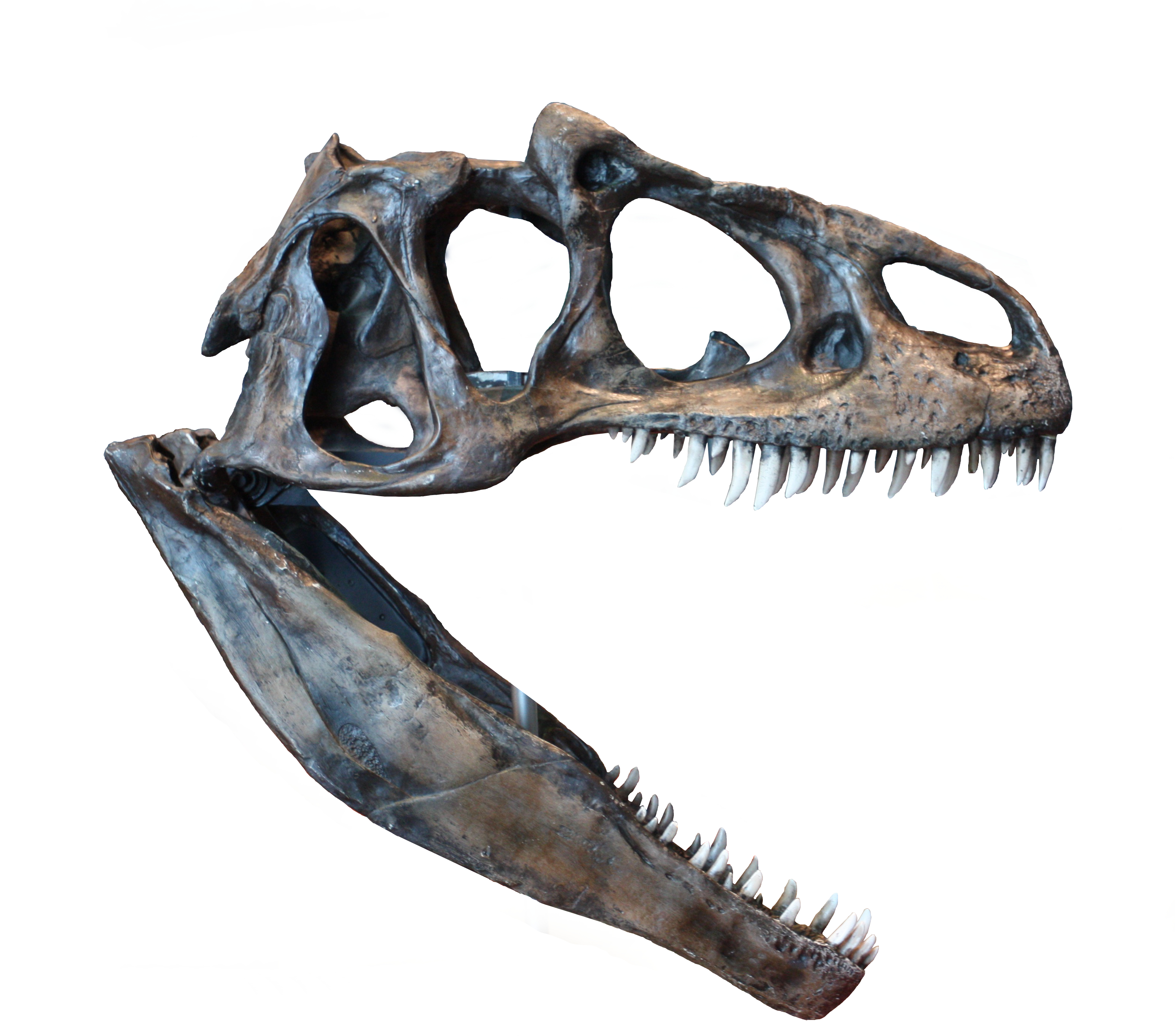 Anatomy of a Killer (Image Credits: Wikimedia)