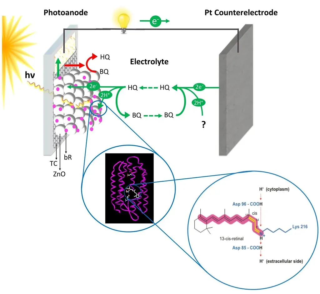 The Science Behind Purple Pigments: Retinal and Light Harvesting (ClauBioenergy, Flickr, CC BY-SA 2.0)