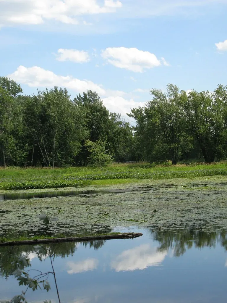 Swamps, River Deltas, and Wetland Refugia (Titanium Trillium, Flickr, CC BY-SA 2.0)