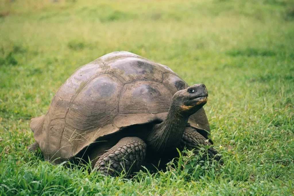 #11 - The Giant Tortoise That Waited Over 100 Years to Be Found Again (Transferred from de.wikipedia to Commons., Public domain)