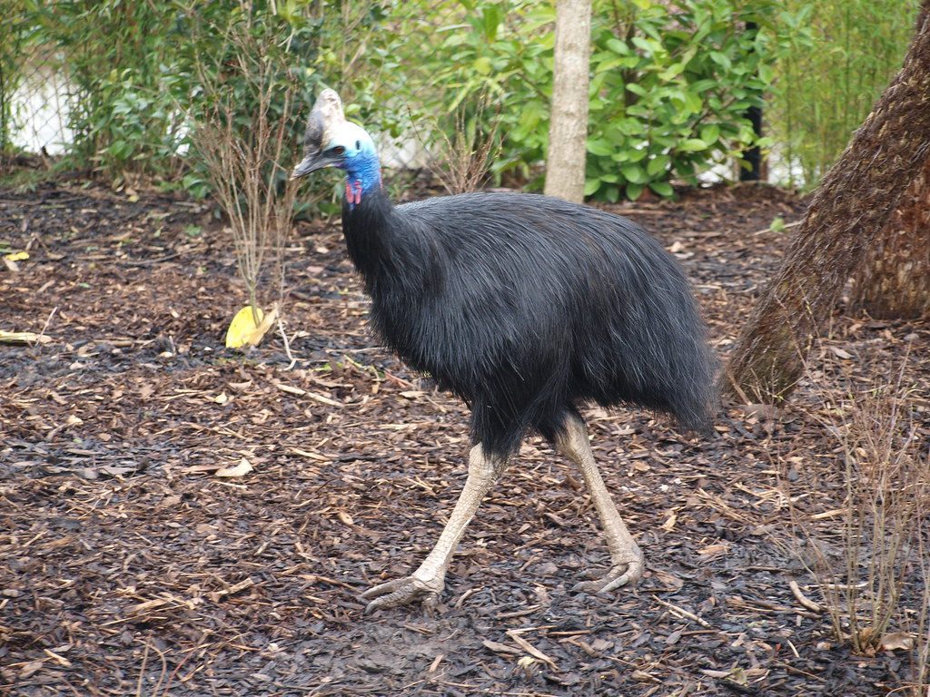 Cassowaries: Living Dinosaur Lookalikes (Image Credits: Flickr)