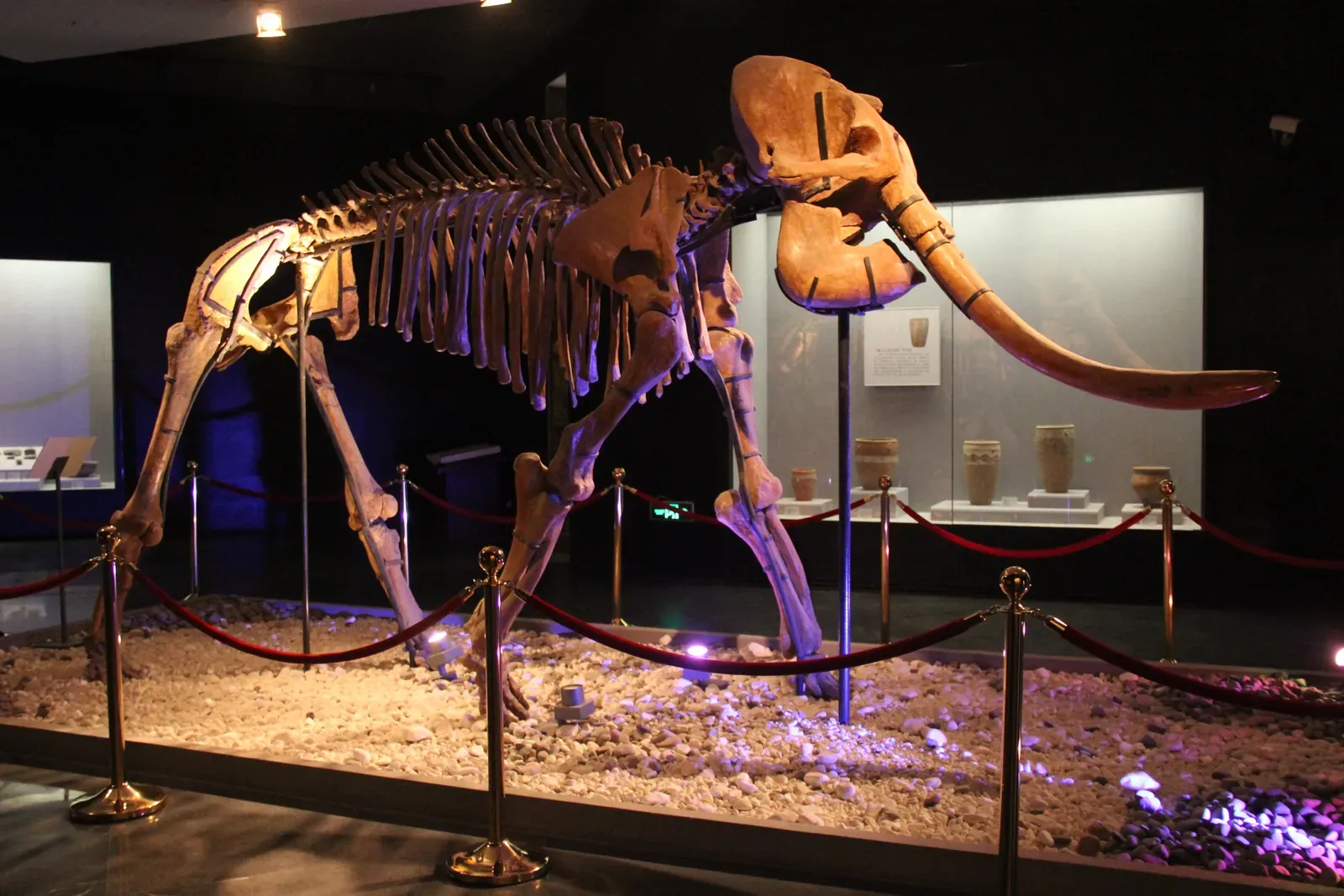 #7 - American Mastodons Survived the Younger Dryas Cold Snap (By Gary Todd, CC0)