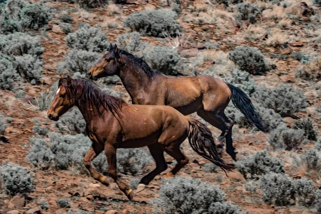 Sagittarius – The Roaming Wild Horse (Image Credits: Rawpixel)