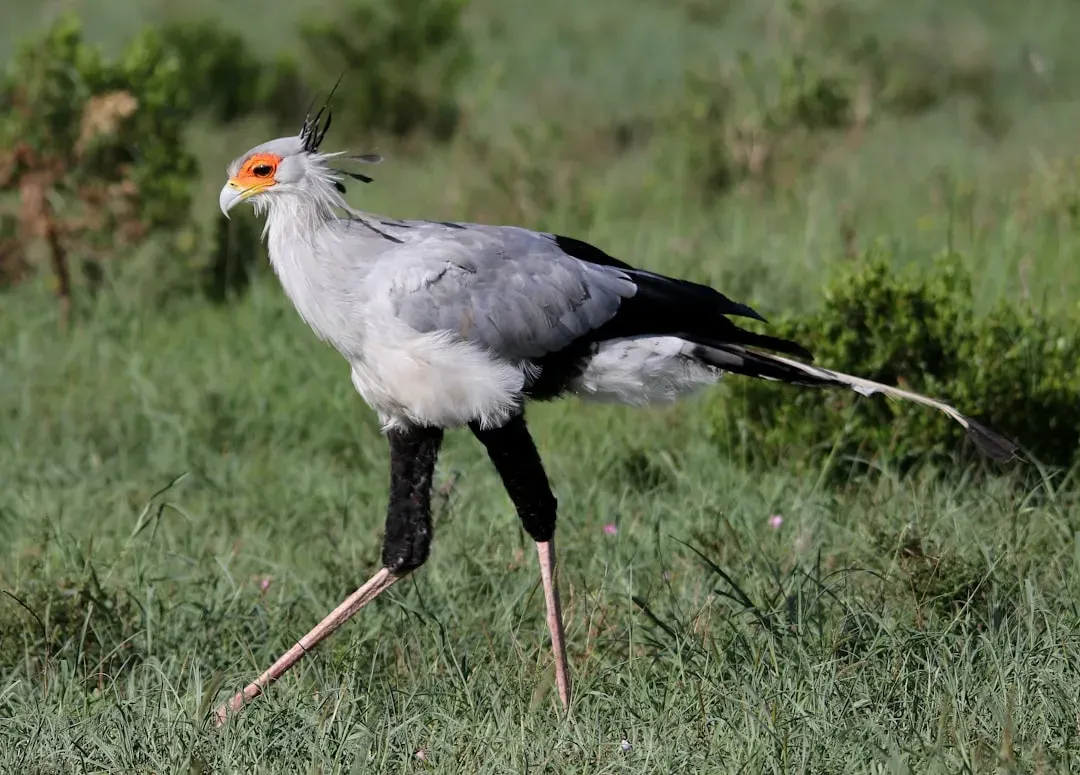 Capricorn: The Secretary Bird (Image Credits: Unsplash)