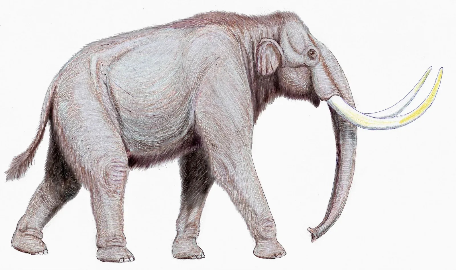 5. The Woolly Mammoth Was Not Actually the Biggest Mammoth (dmitrchel@mail.ru, CC BY 3.0)