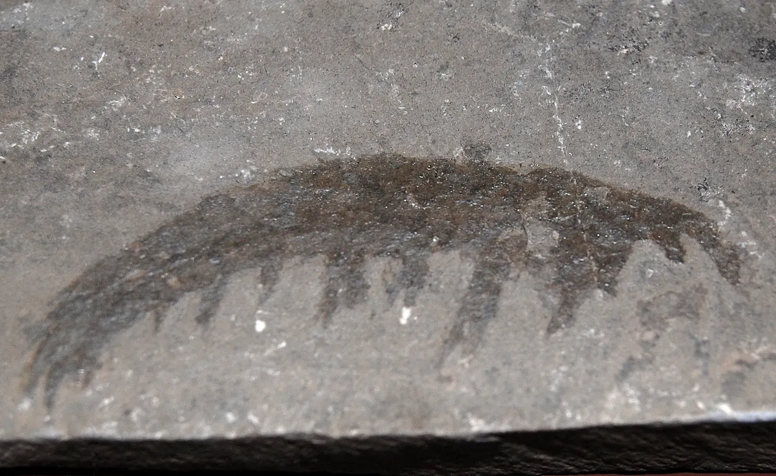 #4 - Anomalocaris: The Apex Predator That Predated Bones by Millions of Years (Anomalocaris, CC BY 2.0)