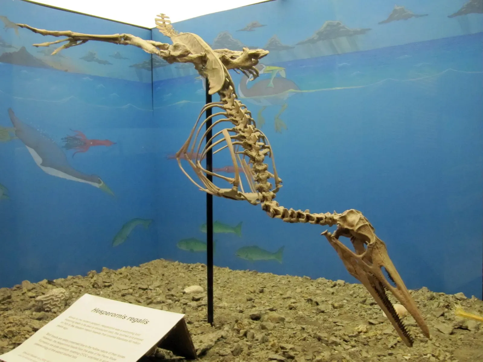 #18 - Hesperornis, the Toothy "Demon Bird" of the Cretaceous Seas (Hesperornis regalisUploaded by FunkMonk, CC BY-SA 2.0)