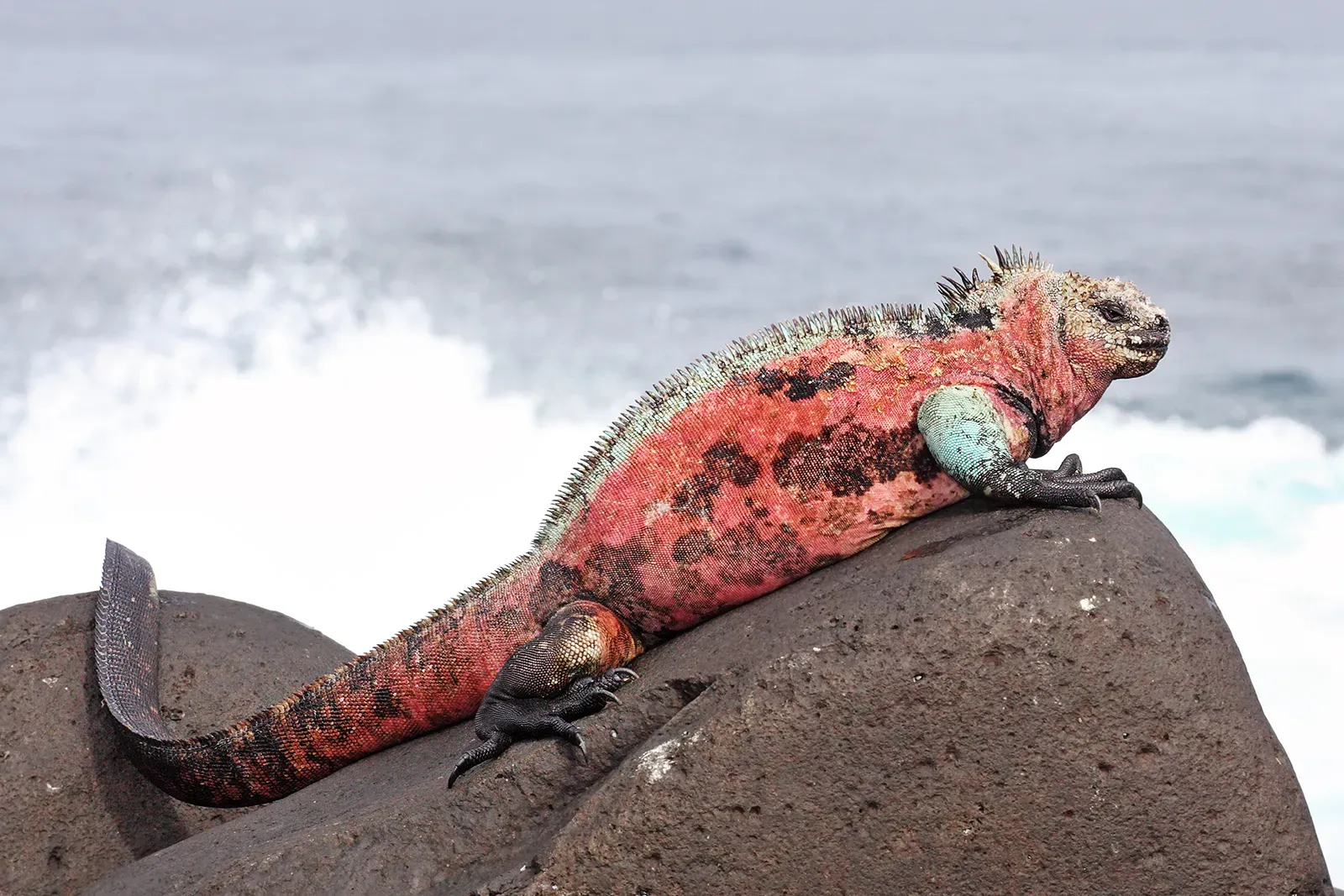 Aquarius – The Marine Iguana: Eccentric Rule‑Breaker (By Benjamint444, GFDL 1.2)