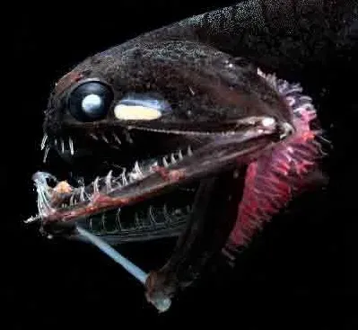 Leo – The Dramatic Bioluminescent Dragonfish (By derivative work: Una Smith
Photostomias.jpg: Edith Widder/HBOI, Public domain)