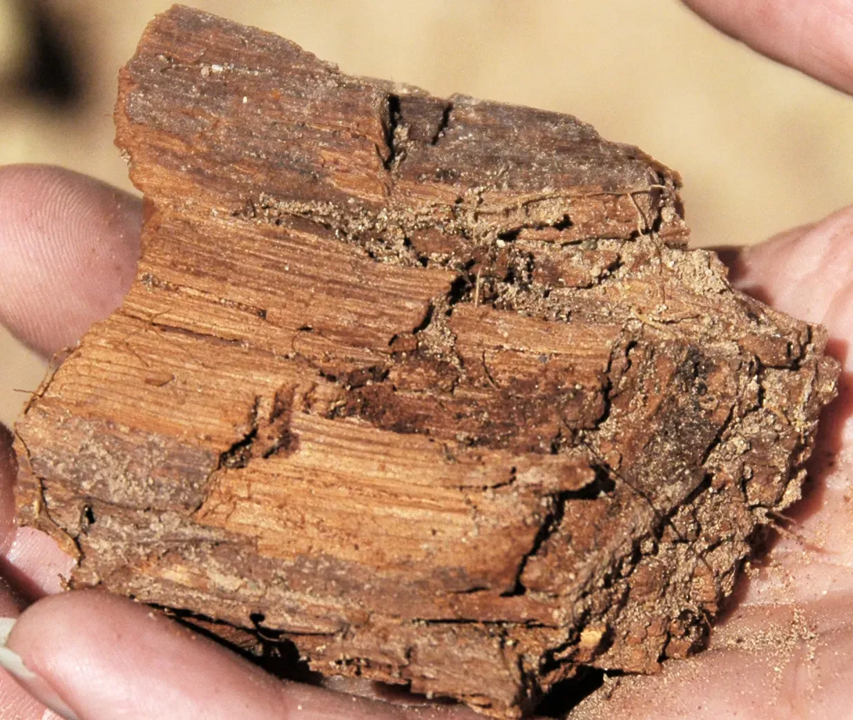 Some Dinosaurs Ate Charcoal on Purpose (Image Credits: Wikimedia)