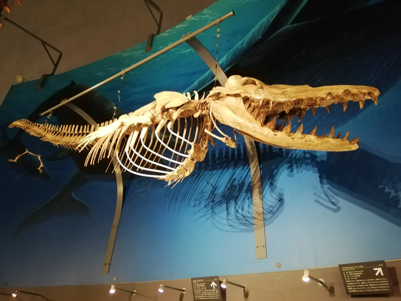 #1 - The Museum Chimeras That Fooled Science Itself (By 先従隗始, CC0)