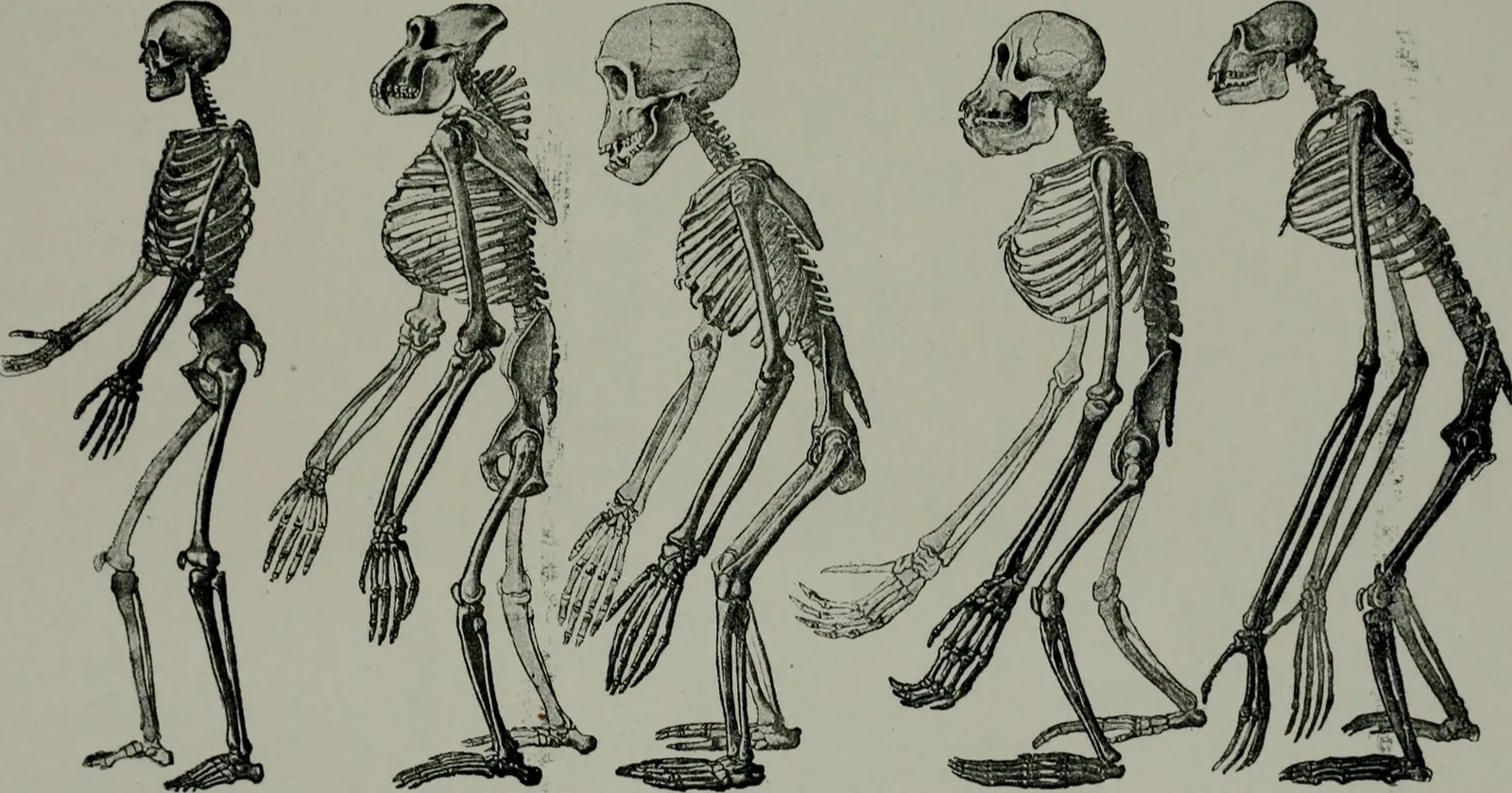 Conclusion (By Internet Archive Book Images, No restrictions)