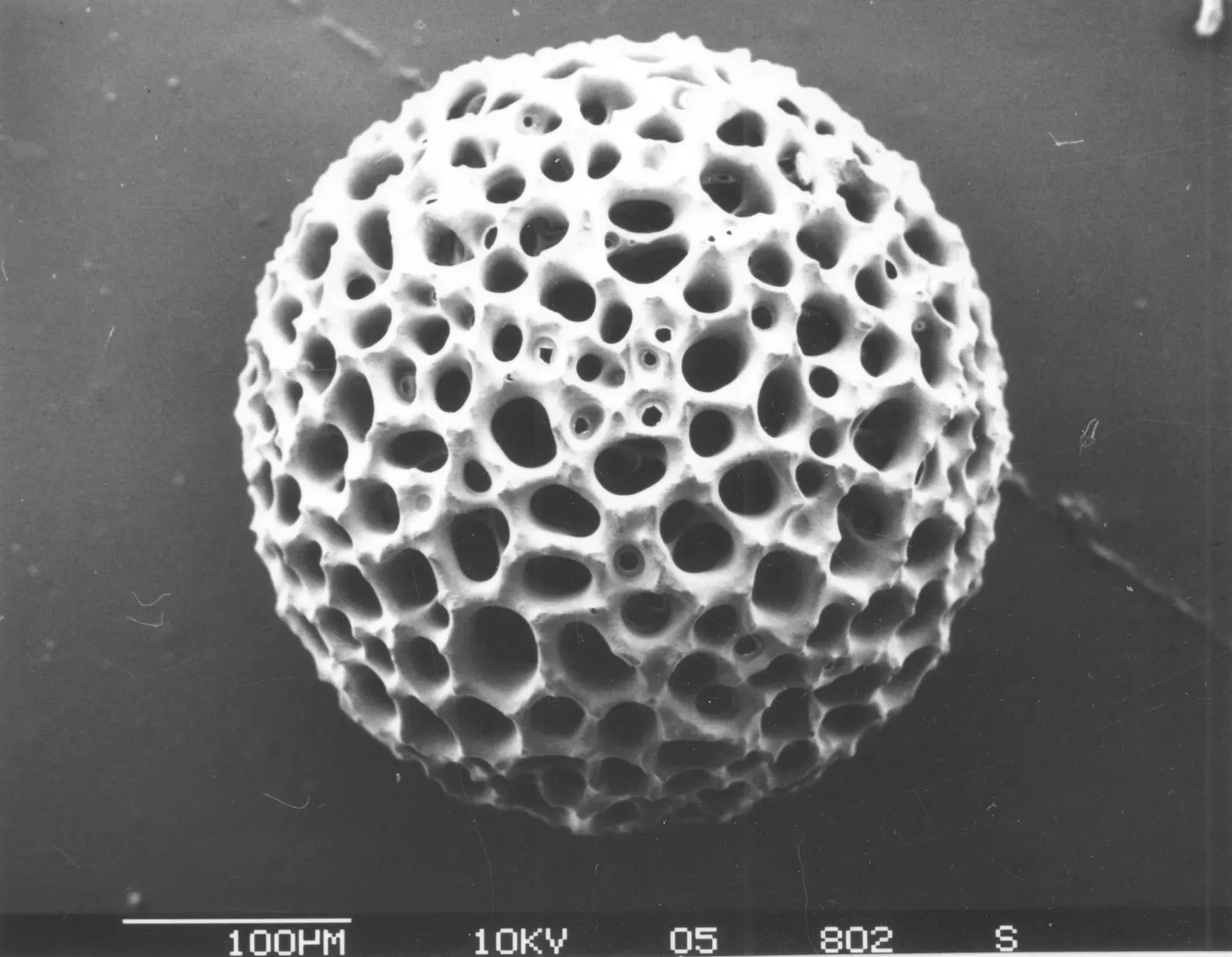Glassy Needles and Shields: Radiolarian Diversity (Image Credits: Wikimedia)