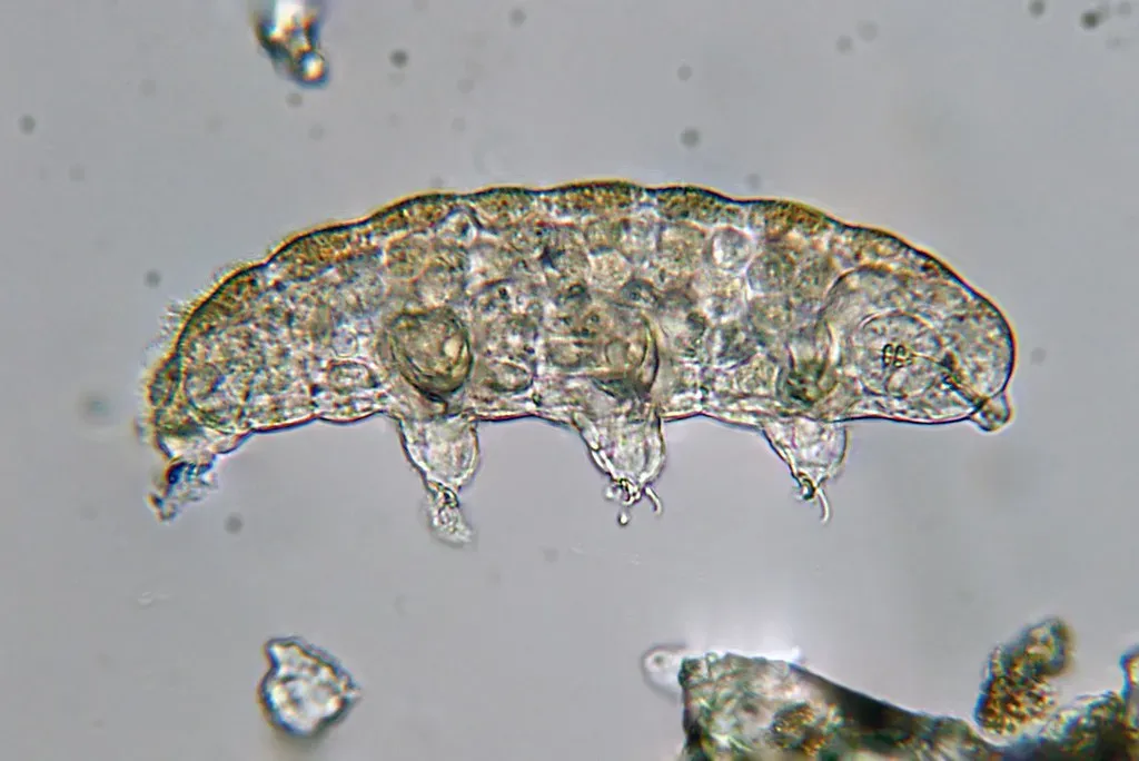7. Tardigrades: Microscopic Tanks Older Than Our Fragility (Philippe Garcelon, Flickr, CC BY 2.0)