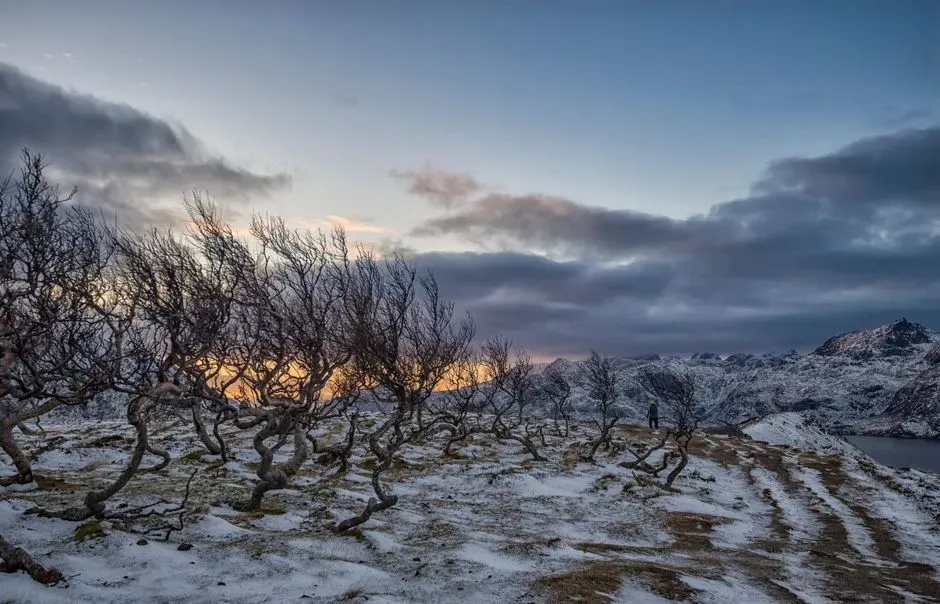 How Trees Survived Months Of Night (Image Credits: Pexels)