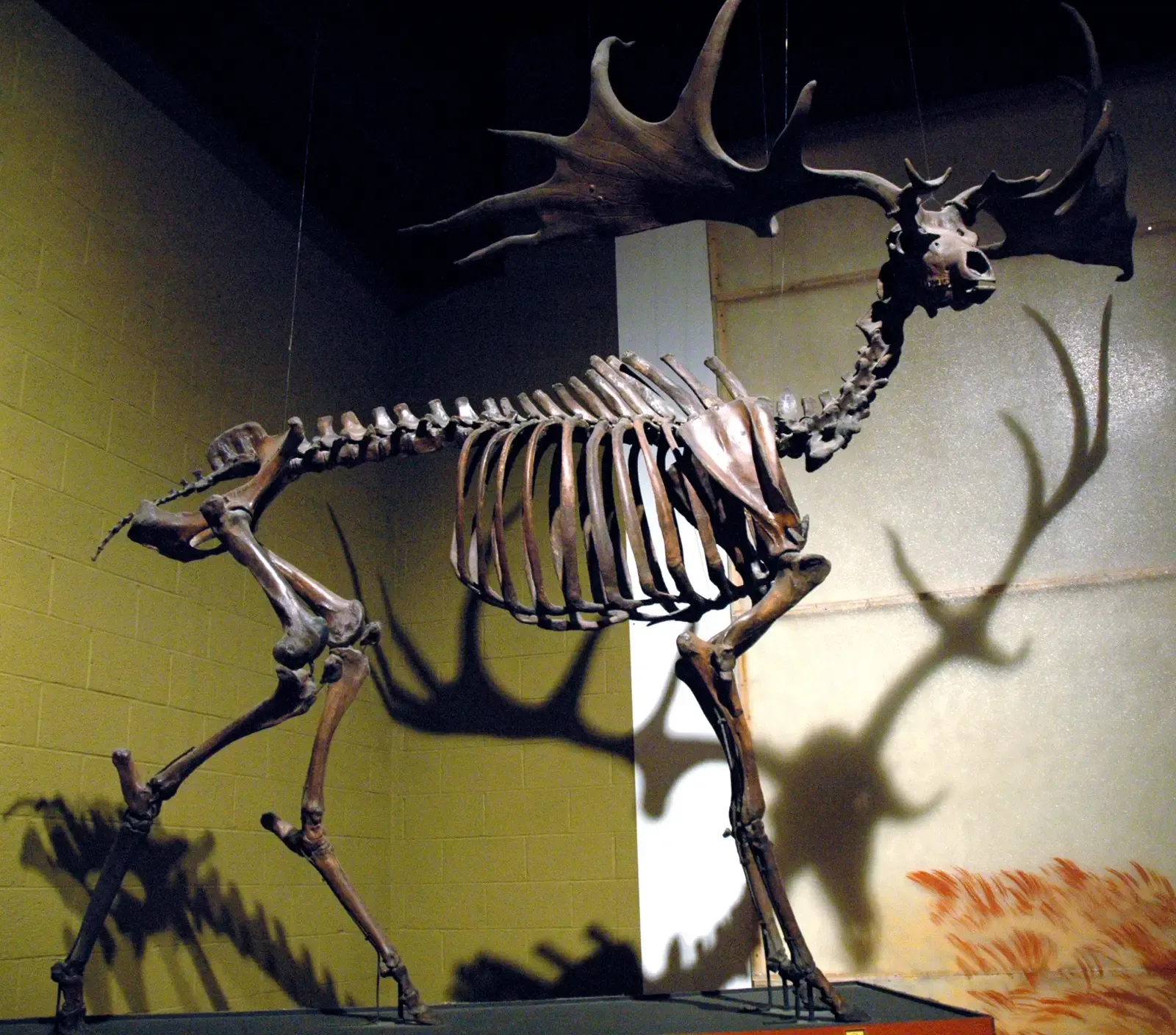 #2 - The Irish Elk: Its Antlers Sparked a 200-Year Scientific War (Megaloceros giganteus Irish elk skeleton (Pleistocene), CC BY 2.0)