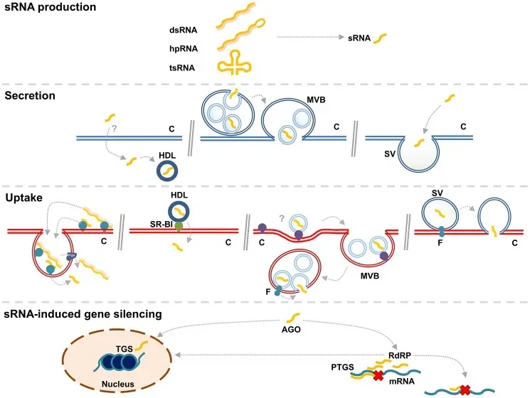 #12 - Life's Molecules May Not Have Been "Handed" From the Start (Image file from Knip M, Constantin M, Thordal-Christensen H (2014). "Trans-kingdom Cross-Talk: Small RNAs on the Move". PLOS Genetics. DOI:10.1371/journal.pgen.1004602. PMID 25188222. PMC: 4154666., CC BY 4.0)