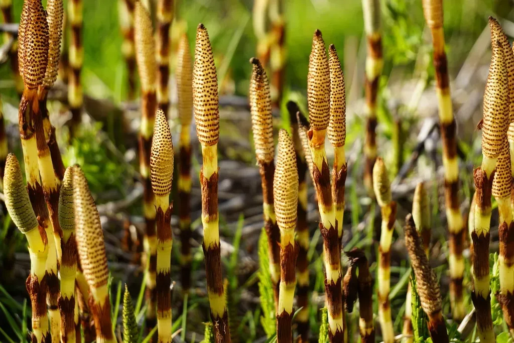 Horsetails (Equisetales): Tough Green Straws of the Swamps (Image Credits: Rawpixel)