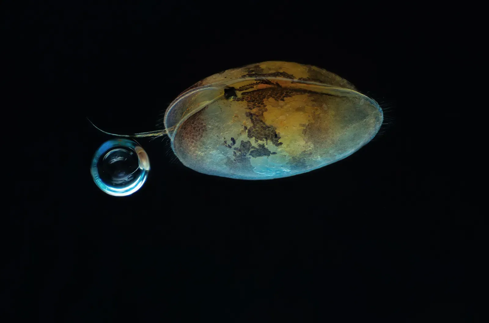 8. Ostracods: Tiny Crustaceans That Record Water Chemistry in Their Shells (By Janek Lass, CC BY 4.0)