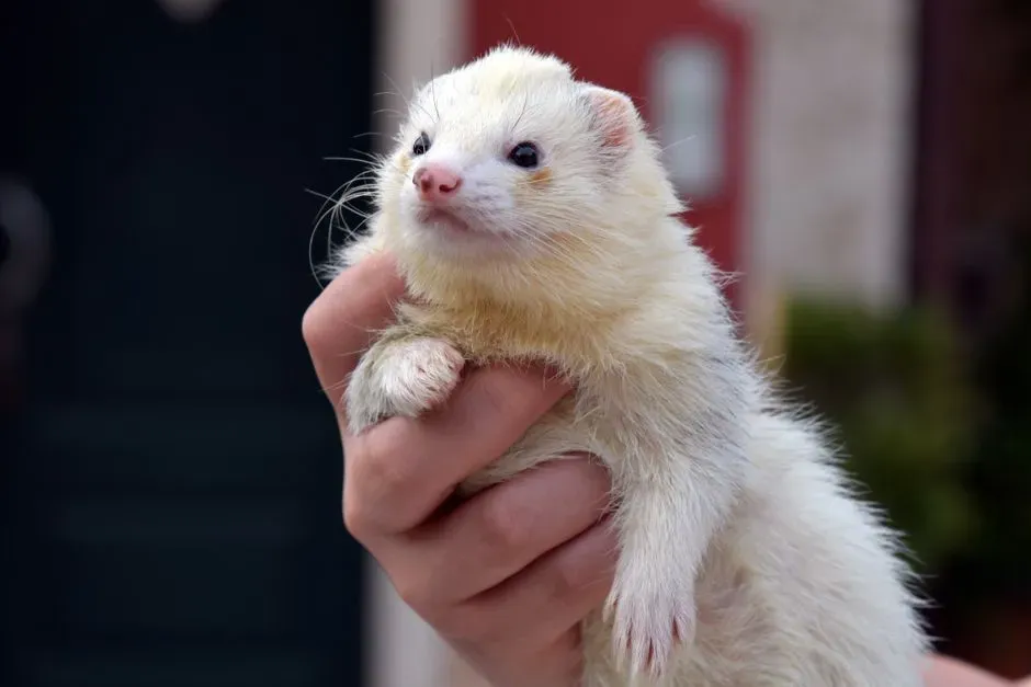 When cute backfires: exotic pets, overbreeding, and unrealistic expectations (Image Credits: Pexels)