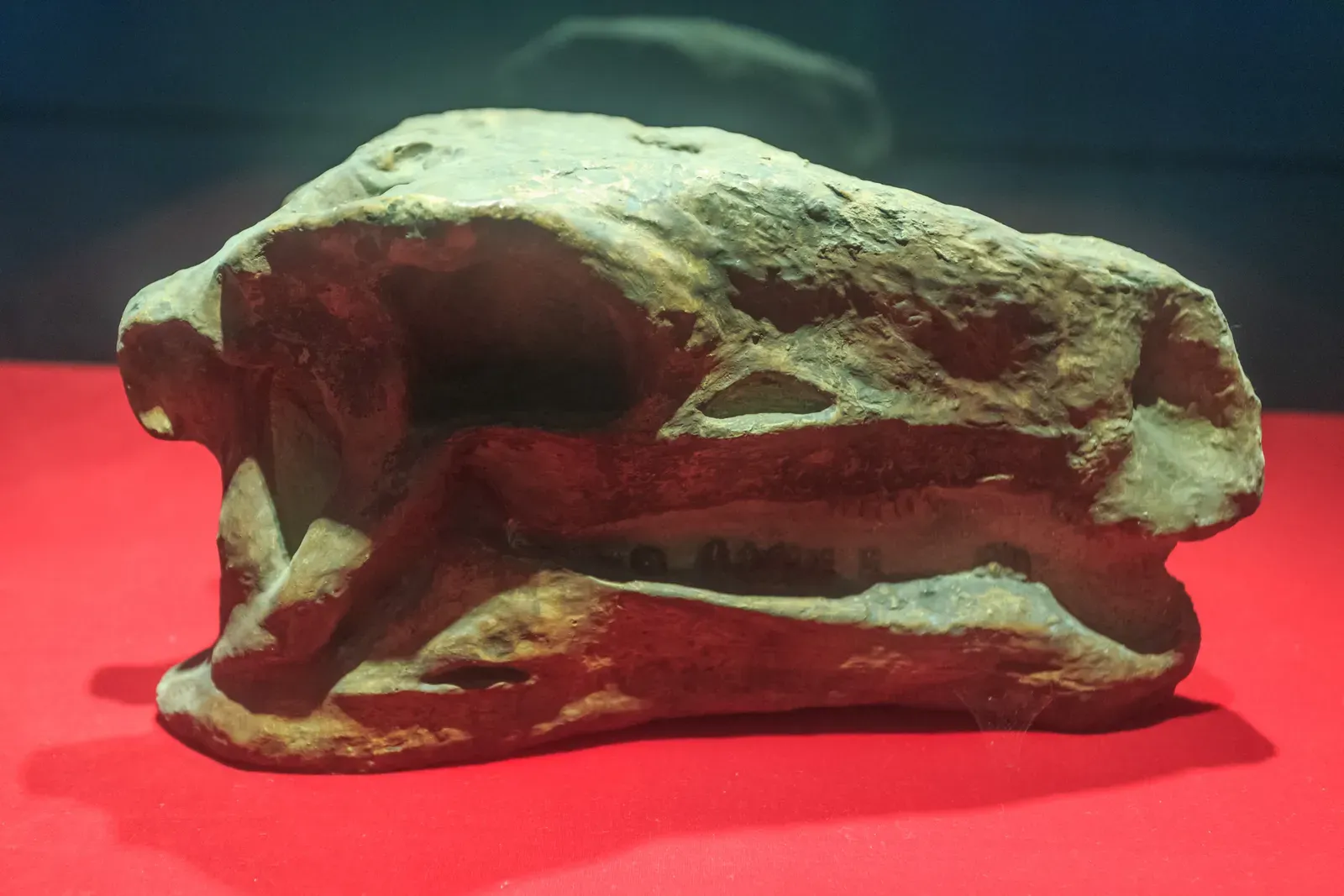 Teeth Tell the Tale: How Plant Toughness Drove Physical Evolution (Image Credits: Wikimedia)