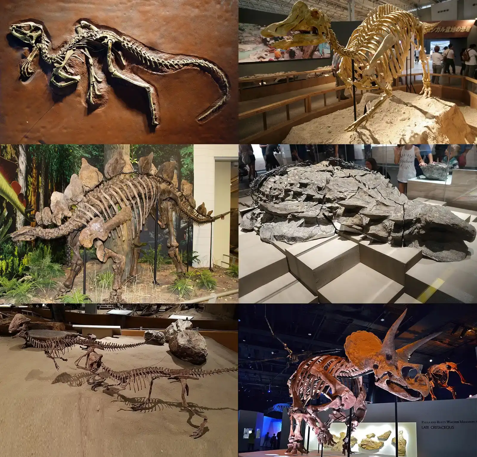 Herbivorous Ornithischians: Dietary Diversity Kept Them Thriving (Image Credits: Wikimedia)