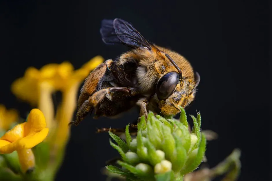 #4 - The "Flying Bulldog" Bee Bigger Than A Human Thumb (Image Credits: Pexels)