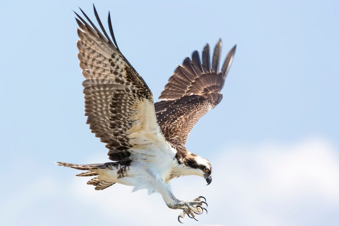Bird Claws and Talons (Image Credits: Unsplash)