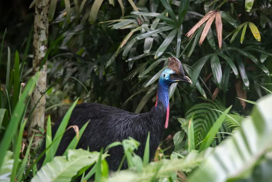 5. Cassowaries: Jungle Raptors in Neon Armor (Image Credits: Pexels)