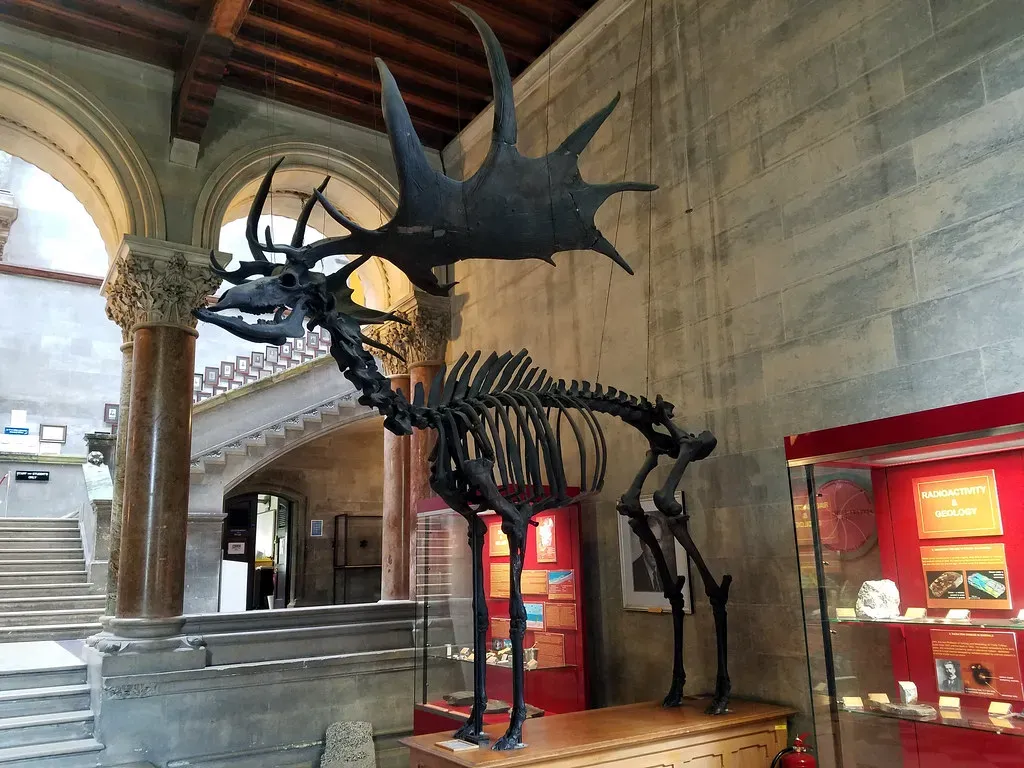 #4 - The Irish Elk Skeleton That Got Recontextualized, Not Removed (Joe Passe, Flickr, CC BY-SA 2.0)