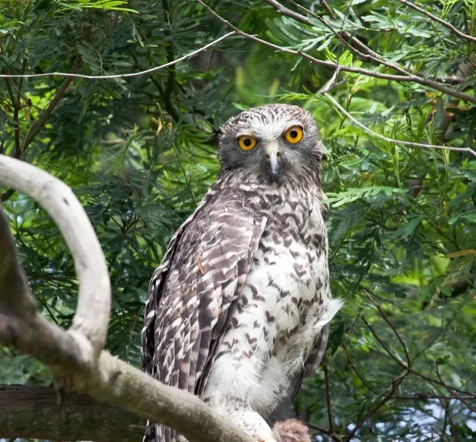 #8 - Australia's Powerful Owls Are Running Out of Places to Nest (Image Credits: Wikimedia)