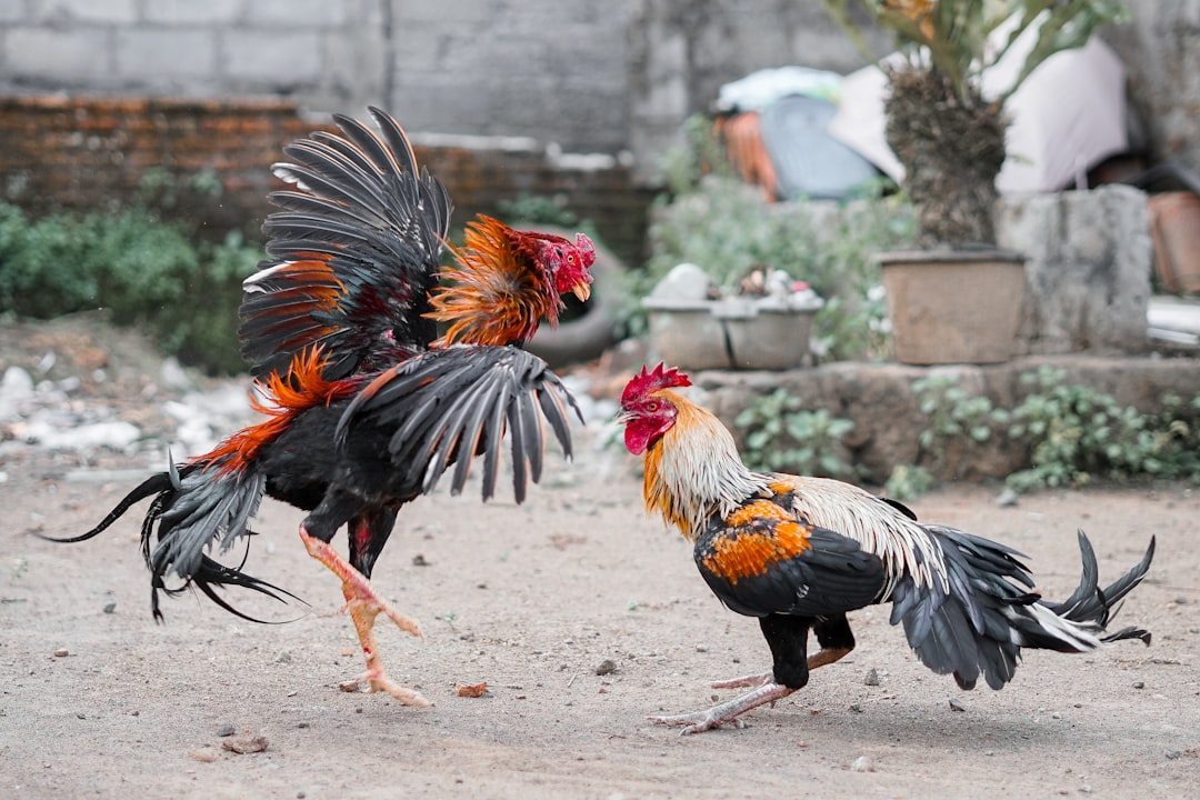 The Rooster: Self-Obsessed Control Freak (Image Credits: Unsplash)