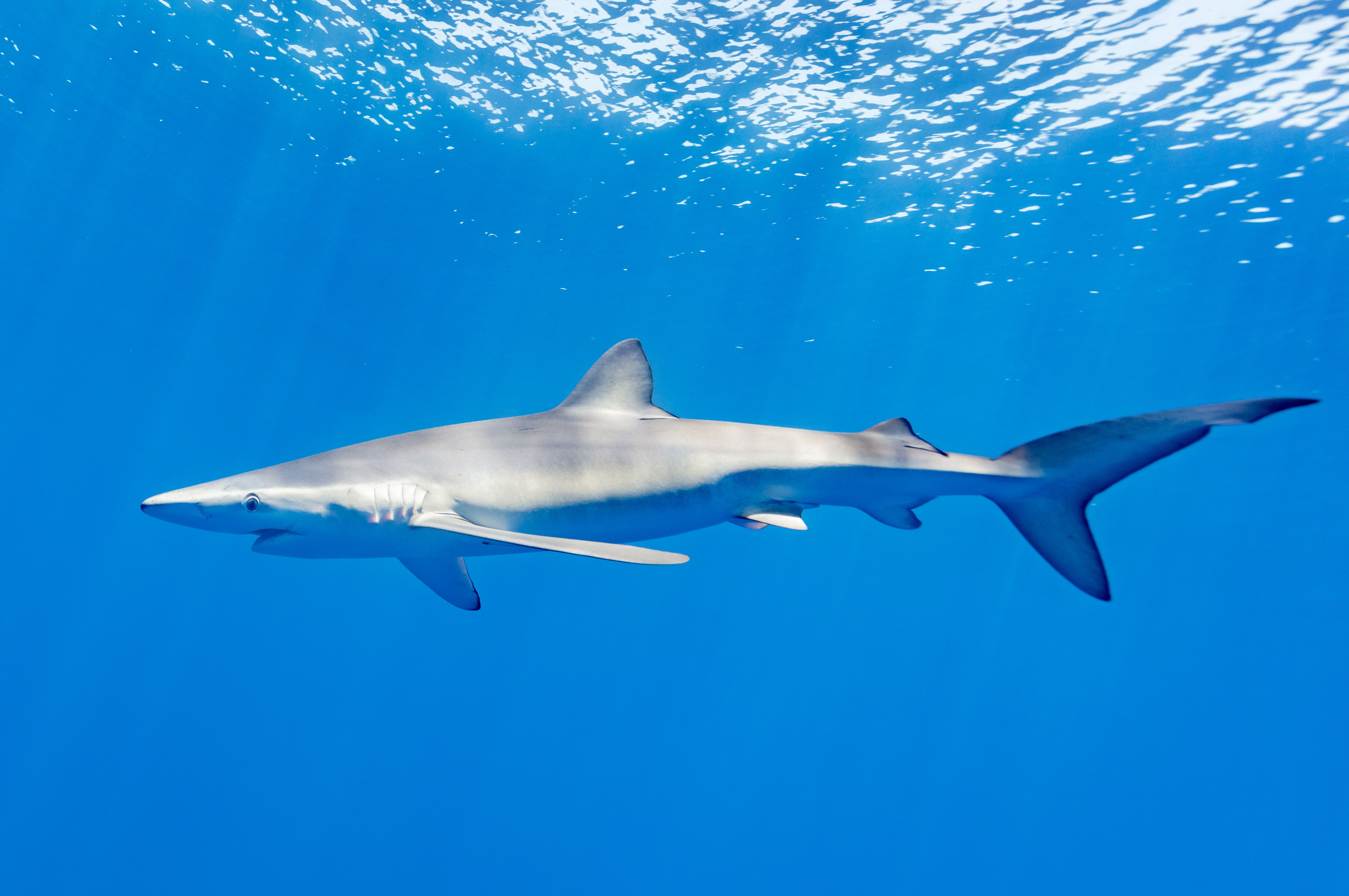 Sharks: Ancient Ocean Predators That Refuse to Quit (Image Credits: Wikimedia)