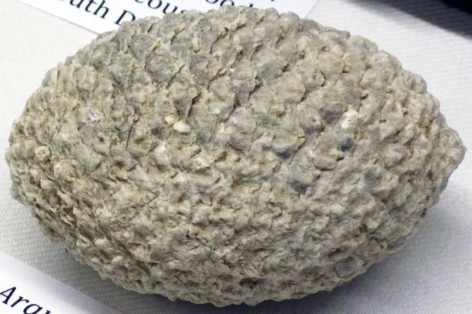 3. Unlocking Ancient Climates: Pollen, Ice Cores, and Isotopes (Araucaria mirabilis (fossil cone) (Jurassic; Argentina) 1, CC BY 2.0)