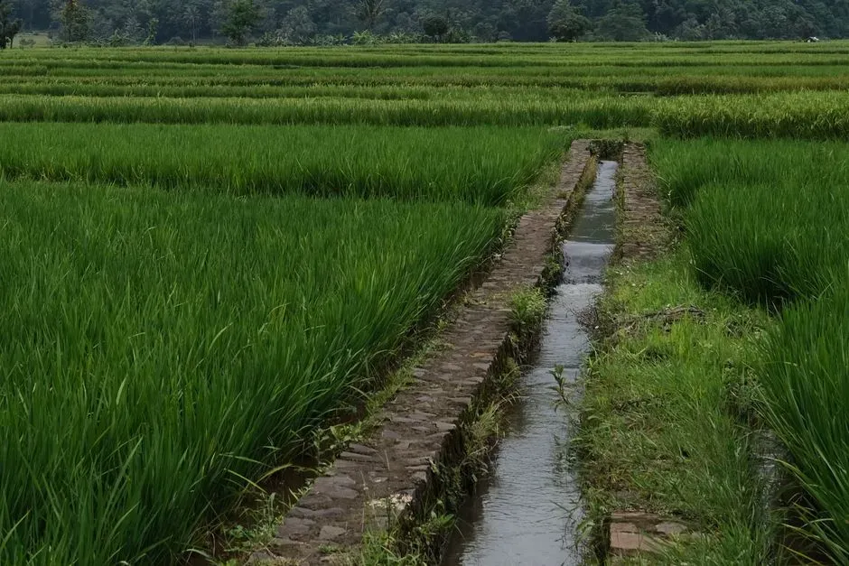 Agriculture, Civilizations, and Climate Dependence (Image Credits: Pexels)
