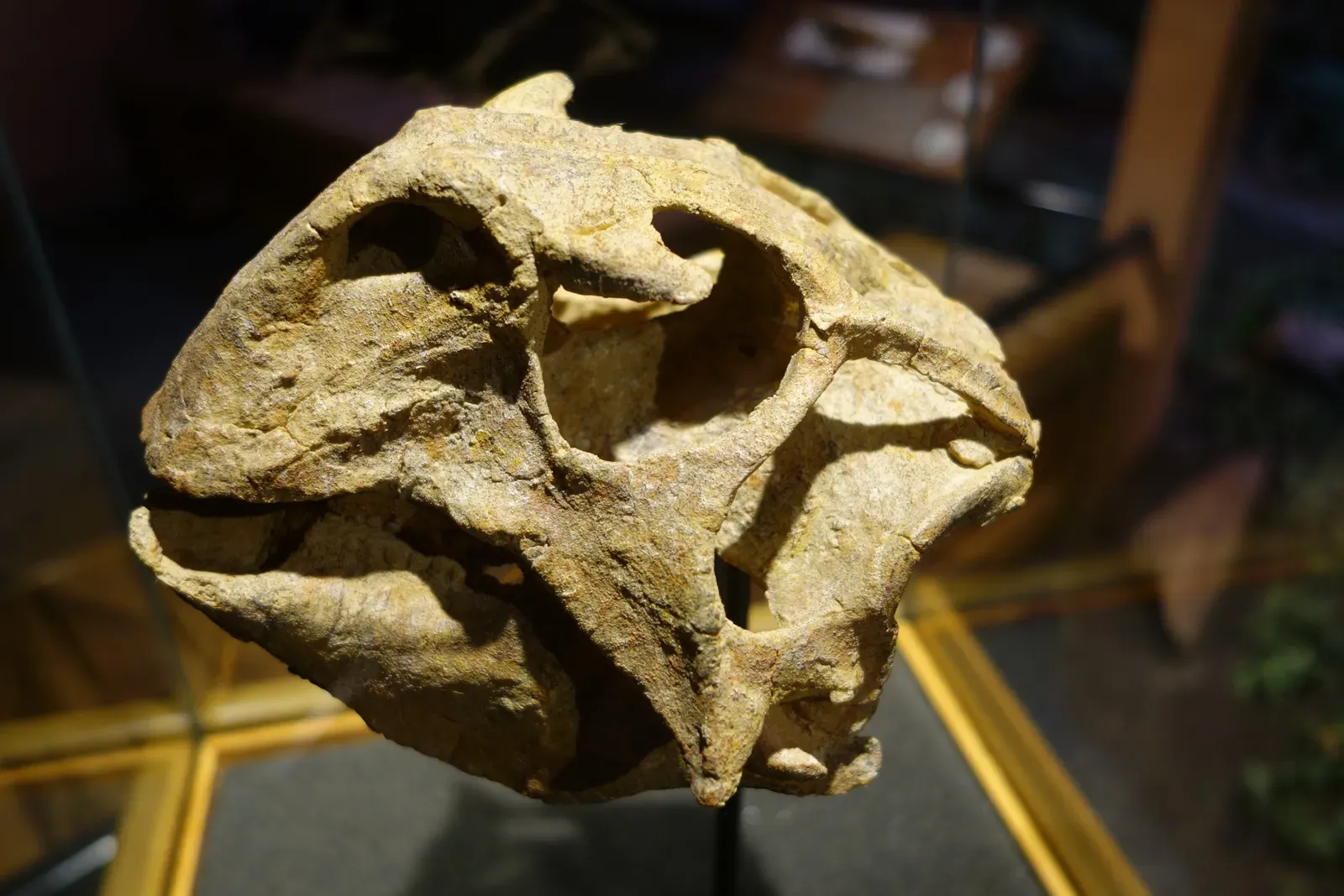 #13 - Hongshanosaurus houi (By Etemenanki3, CC BY-SA 4.0)