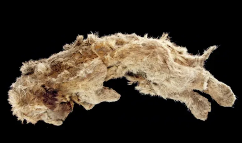 #9 - Uyan and Dina, the Forgotten Cave Lion Cubs ("The preliminary analysis of Cave Lion cubs Panthera spelaea (Goldfuss, 1810) from the permafrost of Siberia". Quaternary. 4 (3): 24. doi:10.3390/quat4030024, CC BY-SA 4.0)